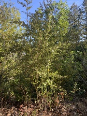 Ceanothus oliganthus sorediatus