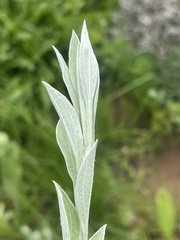 Helichrysum rudolfii