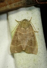 Ipimorpha pleonectusa