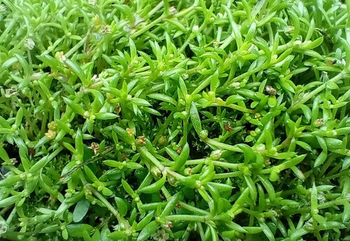 Crassula peduncularis