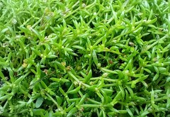 Crassula peduncularis