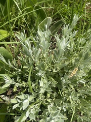 Helichrysum rudolfii