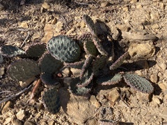 Opuntia aurea