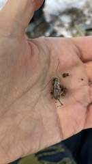 Cyphoderris