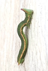 Crypsiphona ocultaria