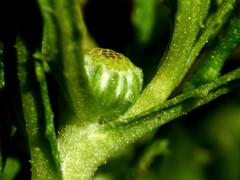 Centipeda cunninghamii