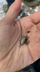 Cyphoderris