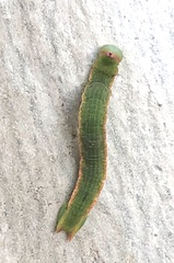 Crypsiphona ocultaria