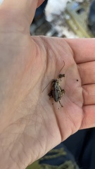Cyphoderris