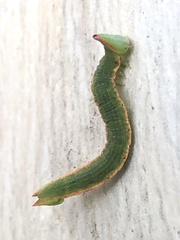 Crypsiphona ocultaria