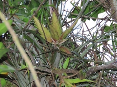 Tillandsia fasciculata