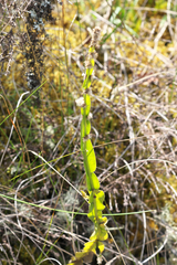Baccharis trimera