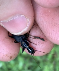 Platyninae