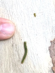 Crypsiphona ocultaria