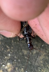 Platyninae