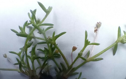Crassula peduncularis