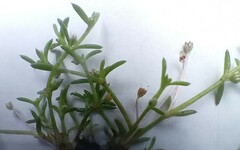 Crassula peduncularis
