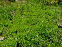 Centipeda cunninghamii