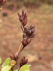 Lespedeza hirta