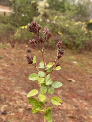 Lespedeza hirta