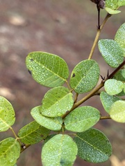 Lespedeza hirta
