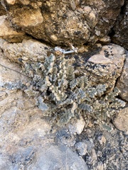 Myriopteris parryi