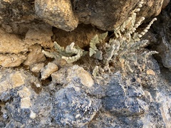 Myriopteris parryi