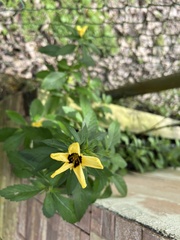 Turnera subulata