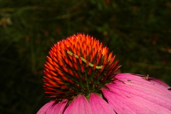 Chlorochlamys chloroleucaria