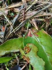 Tajuria maculata