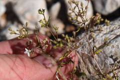 Stenaria nigricans