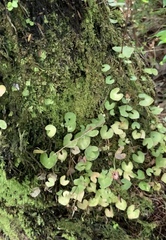 Acianthus sinclairii