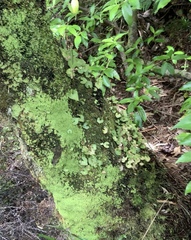 Acianthus sinclairii