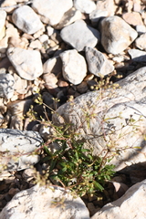 Stenaria nigricans