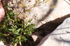 Stenaria nigricans