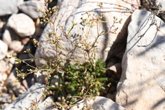 Stenaria nigricans