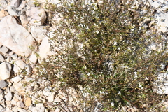 Stenaria nigricans