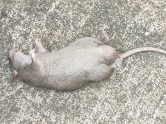 Rattus norvegicus