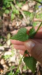 Lobelia trigonocaulis
