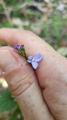 Lobelia trigonocaulis
