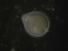 Fissurina