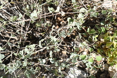 Acleisanthes longiflora