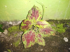 Coleus scutellarioides