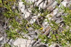 Fraxinus greggii