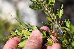 Fraxinus greggii
