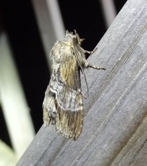 Dasylophia thyatiroides