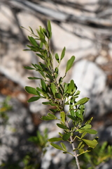 Fraxinus greggii
