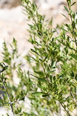 Fraxinus greggii