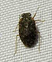 Ochterus