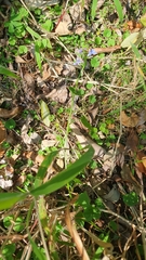 Lobelia trigonocaulis